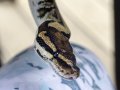 How To Choose A Python Version For Your Virtual Environments