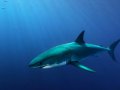 Video: Great White Shark Circles Kayakers in Australia