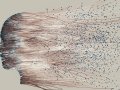 Democratization of Low-Code, No-Code AI: A Path to Accessible and Sustainable Innovation