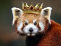 Midjourney has a new challenger for the best AI image generator but nobody has heard of it before