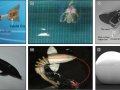 Regenerating corals or analysing water: robots that help the underwater environment A robotic arm that cares for corals is one of the latest examples of robotics at the service of the environment.
