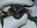 Why US outsourced bat virus research to Wuhan