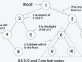 Struktur Binary Tree dalam Pemrograman