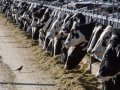 Newsom proclaims state of emergency in response to bird flu
