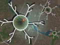 How the brain encodes landmarks that help us navigate