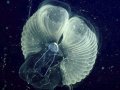 Scientists learn how tiny critters make ocean 'snot palaces'