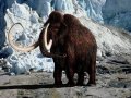 A New Company With a Wild Mission: Bring Back the Woolly Mammoth