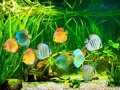 Here are 15 of the most beautiful freshwater aquarium fish that are perfect for beginners — easy to care for, peaceful, and visually stunning: