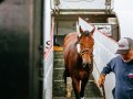 Kentucky Derby horses get first-class treatment on Air Horse One