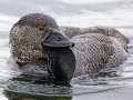 How a Duck Learned to Say ‘You Bloody Fool’