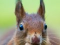 The Squirrel Method: How Data Scientists prepare for their Winters