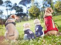 Smart toys predict which pups will make the best guide dogs