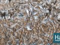 Flying by the Fat of the Sea: the secret of shorebirds’ marathon migrations