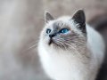 Automated Testing in Flutter To Ensure Consistent UI and Test App’s Full Flow.