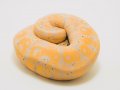 How to Easily Run Python Scripts on Website Inputs