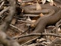 Venomous Snake Found on Man's Sink After It Climbed Into Laundry Room