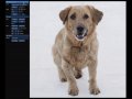 Unleashing the Power of GANs: The Dawn of Interactive Image Manipulation