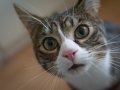 Understanding the Object_id Method in Ruby