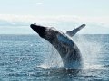 DeepSeek-R1.5B: New DeepSeek-R1 model Tops OpenAI-o1 in Math