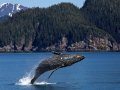 Five Docker Commands every developer must know!