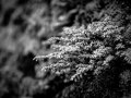 Data Structures in Typescript: Traversable N-ary Tree (part 1)