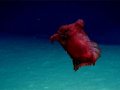 Video: 'Headless Chicken Monster' Sea Cucumber Filmed for First Time In Antarctic Ocean