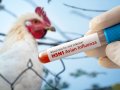 Bird Flu Update as Antibody Therapy May Prevent Severe Illness