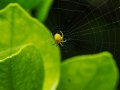 Mastering Web Scraping Techniques