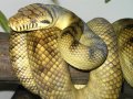 Can dltHub solve the Python library problem for AI? Dig Ventures thinks so
