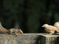 [R] Working with APIs in R (and how to automatize the process)