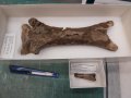 Crocodile Attack on Pterosaur Recorded in 76-Million-Year-Old Fossil