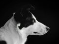 Robots vs. Pets: Are We Replacing Companionship with AI on Four Wheels?