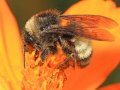 The American Bumblebee Has Vanished from Eight States
