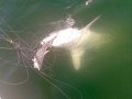 Great White Shark Cannibal Devours Its Cousin