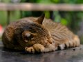 Exploring Java: Optional Class, Method Reference, and Constructor Reference