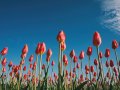 Use Spring Profiles to Make Your Life Easier