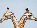6 Ways to Clone an Array in JavaScript