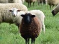 How to Exclude the Outliers in Pandas DataFrame