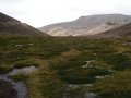 Must Love Bogs