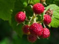$3000 Easy Gig with the Raspberry Pi (RPi) Package in Python