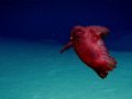 ‘Headless chicken monster’ caught on video near Antarctica