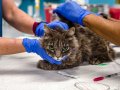 Major coronavirus variant found in pets for first time