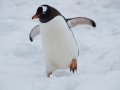 Running the Linux kernel… from the terminal?