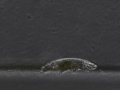 Scientists Captured Footage of Tardigrades Walking Around And It's Adorable