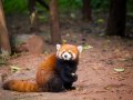 Mozilla’s Firefox Monitor will now alert you when one of your accounts was hacked