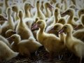 First US case of new bird flu strain found on California duck farm