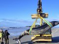 World’s rarest whale may have washed up on New Zealand beach, possibly shedding clues on species
