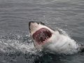 Scientist Explains Reason for Controversial Dead Great White Shark Picture