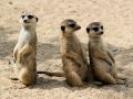 One Image, Four Minds: Can AI Caption Like A Child or An Elder?