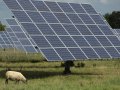 How 600 Sheep Will Help Maintain a Solar Array